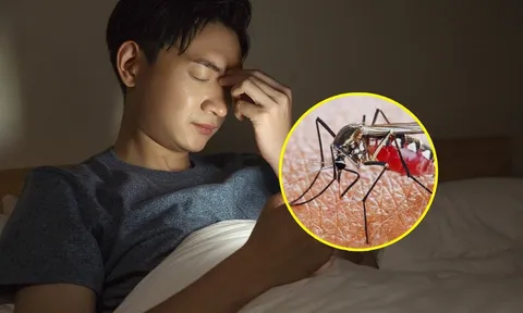 Tại sao muỗi chỉ vo ve trong bóng tối và biến mất khi bật đèn?