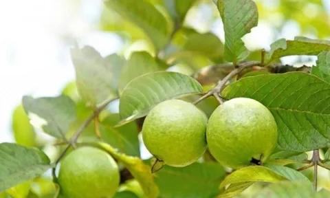 Loại quả mọc bờ rào xưa chín rụng đầy, nay thành đặc sản được ưa chuộng giá 45.000 đ/kg, trồng một lần thu hoạch nhiều năm