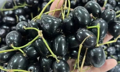 Loại quả xưa chín rụng đầy nay thành đặc sản giá 100.000 đ/kg, trồng một lần thu hoạch nhiều năm, du khách thích thú