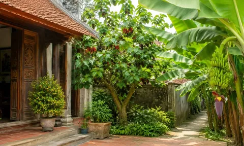 Người xưa dặn: 2 cây trồng trước cửa dễ cản tài lộc, chuyển ra sau nhà lại giúp giữ của cải giàu sang