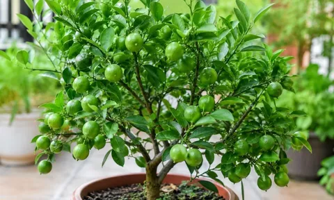 Nhiều người thích trồng cây chanh vì quá nhiều lợi ích, mách mẹo hay để chanh trồng chậu cũng xanh tốt, nhiều quả