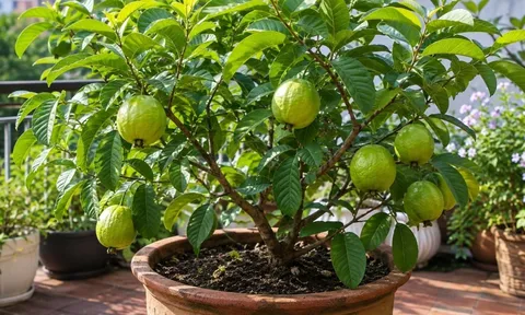 Trồng cây ổi trong chậu có ra quả được không? 7 mẹo vàng để ổi trồng chậu vẫn hái quả đầy tay