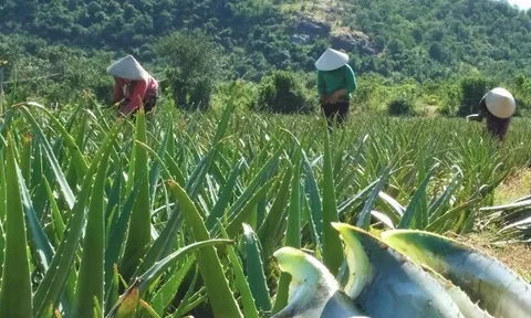 Nghề lạ ở Việt Nam: Cây dại trồng 6 tháng là thu hoạch, vốn ít chăm nhàn vẫn "hốt bạc", làm món đặc sản giải nhiệt mùa hè