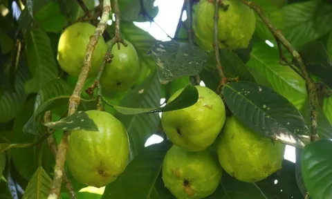 Loại quả mọc bờ rào xưa chín rụng đầy, nay thành đặc sản ở thành phố giá 100.000 đ/kg, trồng một lần thu hoạch nhiều năm