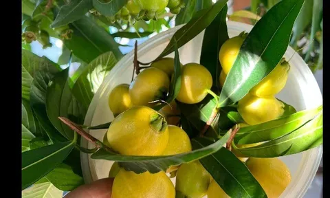 Loại quả xưa chín rụng đầy nay thành đặc sản giá 180.000 đ/kg, trồng một lần thu hoạch nhiều năm, du khách săn lùng