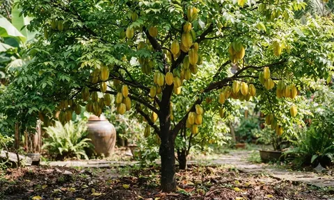 2 mệnh này trồng khế tiền vào như nước
