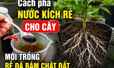 Cách pha nước kích rễ cho cây, mới trồng rễ đã bám chặt đất