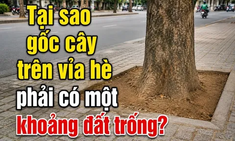 Tại sao gốc cây trên vỉa hè phải có một khoảng đất trống?