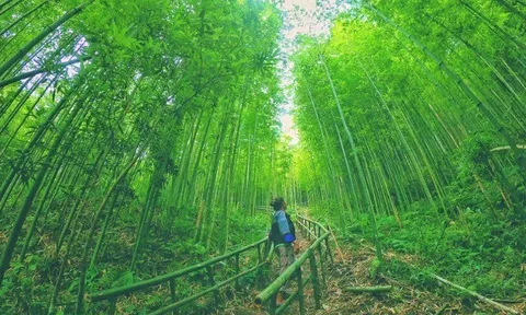 Cách Hà Nội 300km có khu rừng kỳ bí, hút khách du lịch thập phương vì vẻ đẹp tựa tranh vẽ, góc nào check-in cũng đẹp