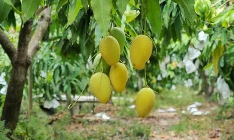 Loại quả xưa chín rụng đầy, nay thành đặc sản được ưa chuộng giá 90.000 đ/kg, trồng một lần thu hoạch nhiều năm
