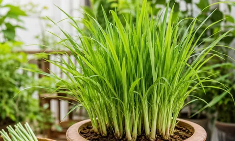 Cách trồng sả trong chậu nhanh thành bụi, dùng quanh năm