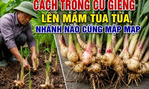 Cách trồng củ giềng lên mầm tua tủa, nhánh nào cũng mập mạp