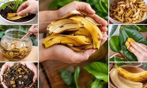 Vỏ chuối đừng vội bỏ, 6 cách tận dụng đơn giản mang lại nhiều công dụng