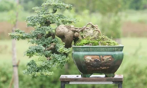 Cây lạ tỏa mùi thơm lên chậu thành bonsai, tượng trưng cho sự thăng tiến và may mắn, có cây giá trăm triệu đồng