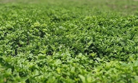 Cây dại mọc bờ rào nay làm thành đặc sản nổi tiếng, trồng 4 tháng cho thu hoạch, giá 180.000 đồng/kg được ưa chuộng ở thành phố