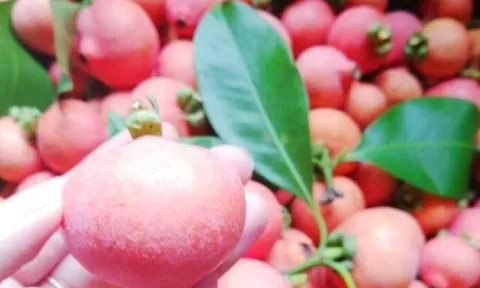 Loại quả xưa chín rụng đầy nay thành đặc sản giá 65.000 đ/kg, trồng một lần thu hoạch nhiều năm, người thành phố thích mê