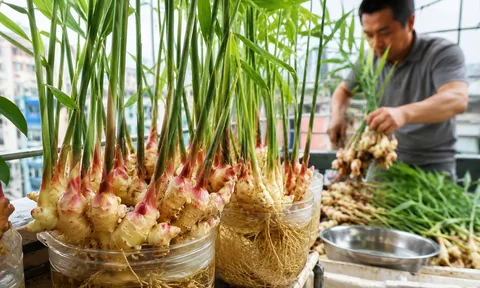 Mẹo trồng gừng không cần tưới vẫn ra mầm tua tủa