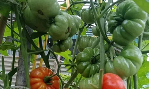 Loại quả xưa chín rụng đầy gốc, nay thành đặc sản ở thành phố giá 75.000 đ/kg, trồng 3 tháng cho thu hoạch