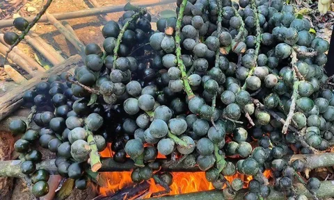 Loại quả xưa chín rụng đầy nay thành đặc sản giá 80.000 đ/kg, trồng một lần thu hoạch nhiều năm, du khách thích mê mẩn