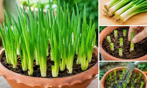 Cách trồng hành lá trong chậu bằng phần gốc bỏ đi, xanh tốt quanh năm, trồng 1 lần thu nhiều năm