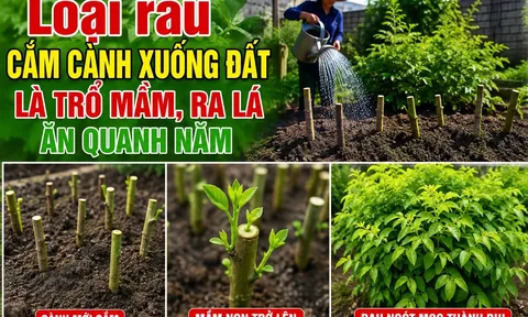 Loại rau cắm cành xuống đất là trổ mầm, ra lá ăn quanh năm