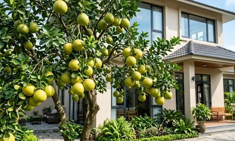 Tại sao nhà giàu thích trồng cây bưởi trước nhà?