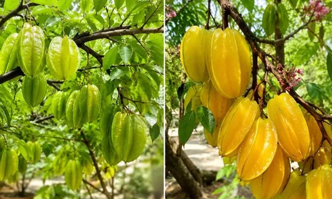 Trồng cây khế phong thủy nên chọn khế chua hay khế ngọt để gia đình thêm may mắn?