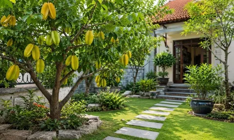 Trồng cây khế phong thủy nên trồng trước hay sau nhà?