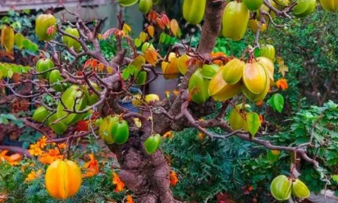 Cây ăn quả quen thuộc lên chậu thành bonsai được ưa chuộng, có cây giá 6 tỷ đồng, mang lại may mắn và tài lộc