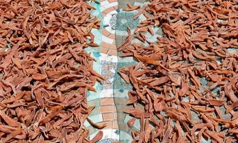 Món xưa "nhà nghèo" ăn đến chán ngán, nay thành đặc sản nổi tiếng giá 170.000 đ/kg, người thành phố ưa chuộng