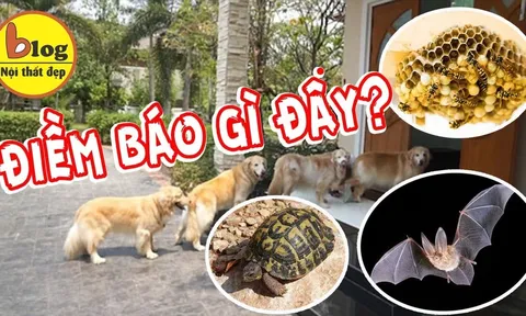 3 con vật vào nhà mang điềm báo may mắn đừng dại đuổi đi