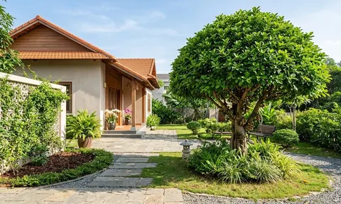 Cây sung nên trồng trước hay sau nhà? Vị trí nào được người xưa coi là đẹp?