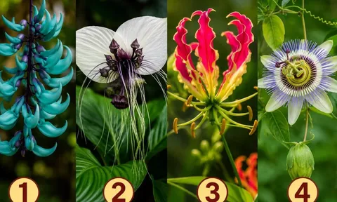 Chọn 1 bông hoa để xem đồng nghiệp đang đánh giá năng lực bạn thế nào
