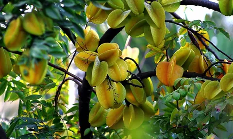 Nên trồng khế chua hay khế ngọt thì tốt cho phong thủy?