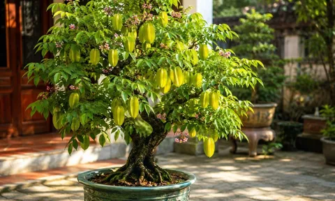 Người tuổi nào, mệnh nào được cho là "hưởng vía giàu sang tài lộc" khi trồng cây khế phong thủy?