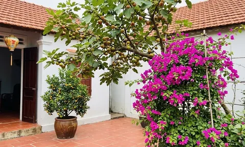 Người xưa dặn: 5 loại cây nên trồng trước nhà, vừa đẹp vừa mang ý nghĩa tốt lành