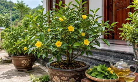 Vì sao gần đây nhiều người thích trồng trà hoa vàng trong chậu trước nhà?