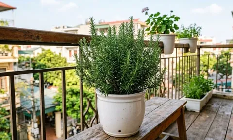 Vì sao nên đặt một chậu cây hương thảo ở ban công?
