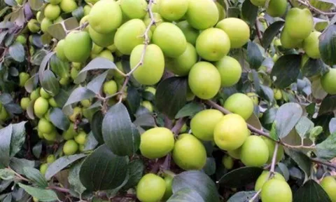 3 loại quả bán đầy chợ Việt, bệnh ung thư rất sợ nhưng nhiều người lại bỏ qua, giá từ 15.000 đồng/kg