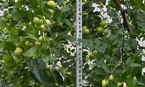 Loại quả xưa chín rụng đầy, nay thành đặc sản ở thành phố giá 200.000 đ/kg, trồng một lần thu hoạch nhiều năm