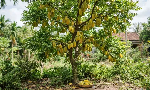 Trồng khế trước nhà nên chọn khế chua hay khế ngọt?