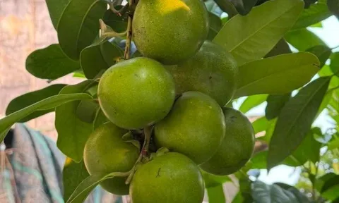 Loại quả xưa không ai biết đến, nay thành đặc sản được ưa chuộng giá 150.000 đ/kg, trồng một lần thu hoạch nhiều năm
