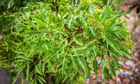 3 vị trí tốt nhất để trồng cây Đinh Lăng