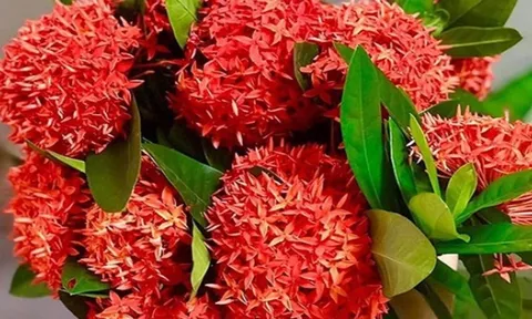 Có nên trồng cây Mẫu Đơn trước nhà không?