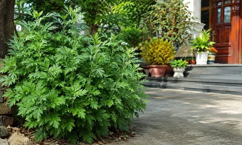 Vì sao người xưa khuyên trồng cây ngải cứu trước nhà?