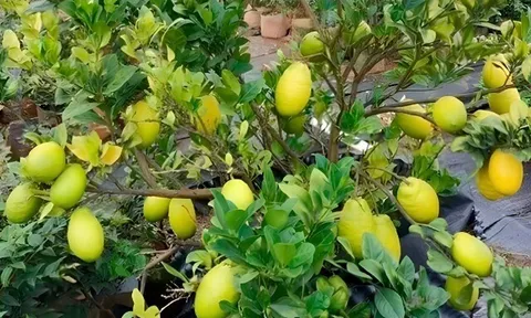 Cây ăn quả mọc ở bờ bụi lên chậu thành bonsai đẹp lạ, mang ý nghĩa phong thuỷ, giá đắt vẫn được "săn lùng"