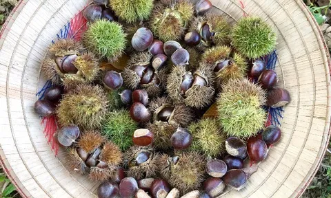 9 loại quả ở Cao Bằng, xưa chín rụng đầy nay thành đặc sản nổi tiếng, trồng một lần thu hoạch nhiều năm