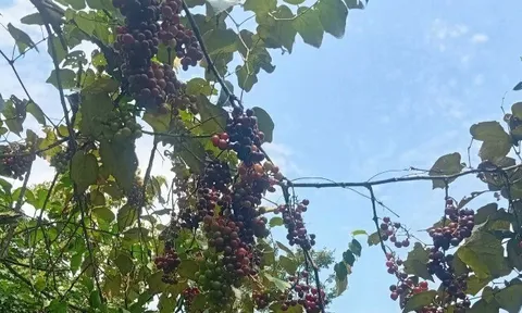 Loại quả xưa chín rụng đầy nay thành đặc sản giá 120.000 đ/kg, trồng một lần thu hoạch nhiều năm, người thành phố săn lùng