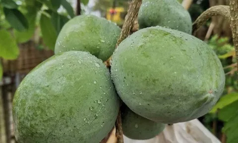 Loại quả xưa không ai biết đến, nay thành đặc sản ở thành phố giá 170.000 đ/kg, trồng một lần thu hoạch nhiều năm