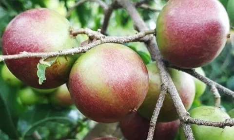 Loại quả mọc bờ rào xưa chín rụng đầy nay thành đặc sản 80.000 đ/kg, trồng một lần thu hoạch nhiều năm, du khách thích mê